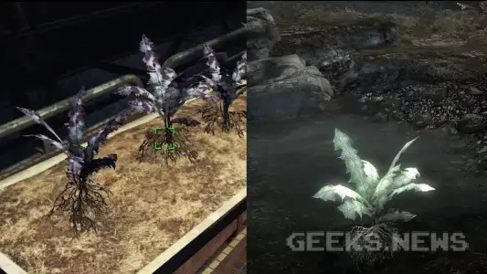 Корінь Нірна Fallout 4